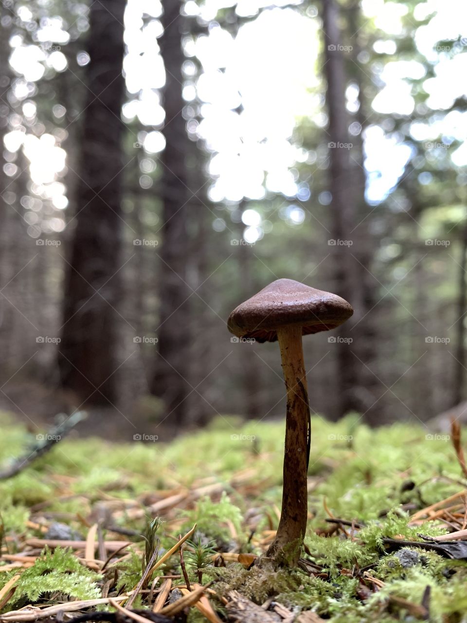 Little dark mushroom 