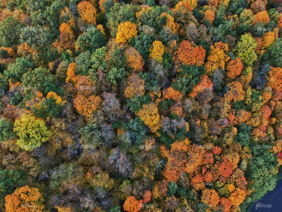 Colorful forest in my city. The photo was taken with the drone.