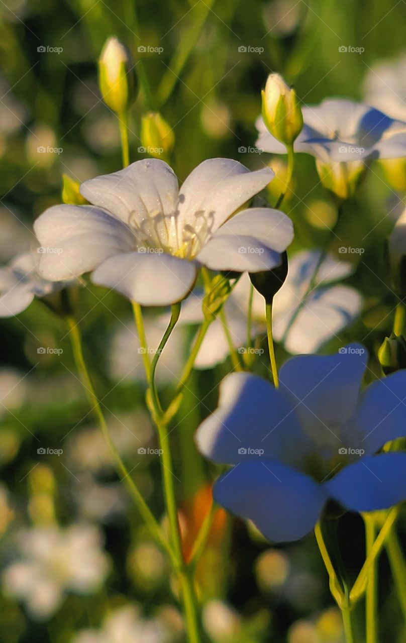 wild flowersbin the shadow of sunset