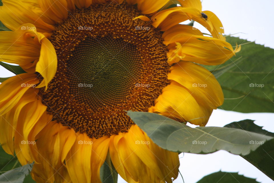 Sunflower Happy Days