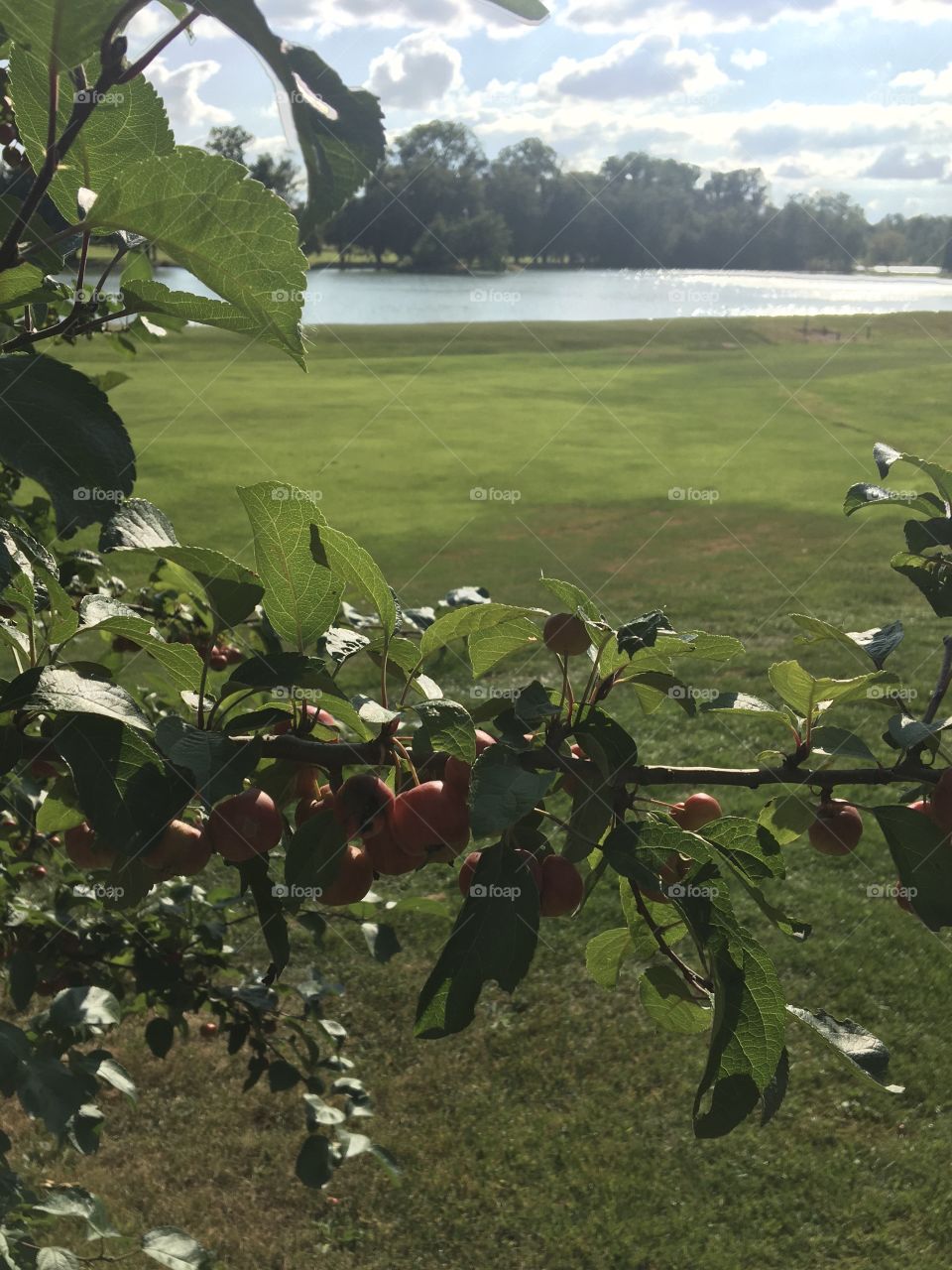 Sunny view with pond beyond a tree