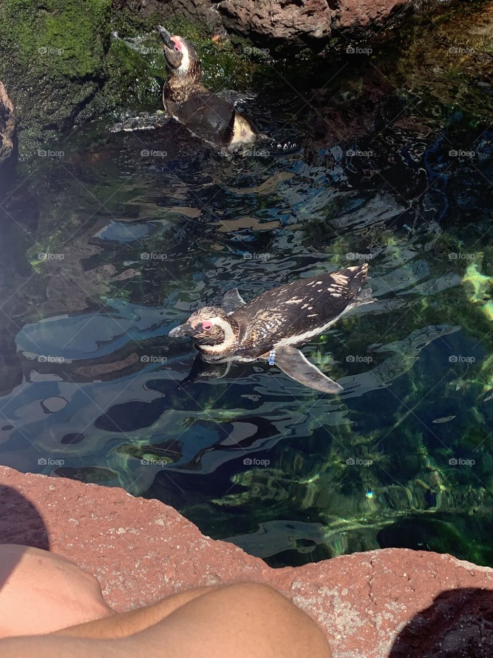Penguins at SeaWorld San Diego 