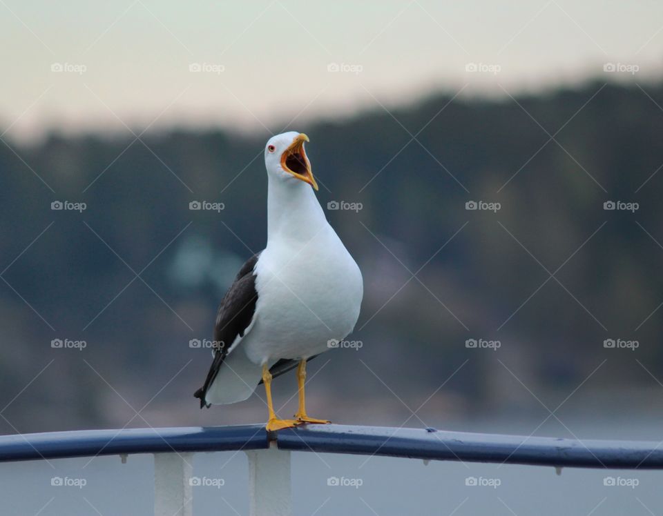 Sea gull