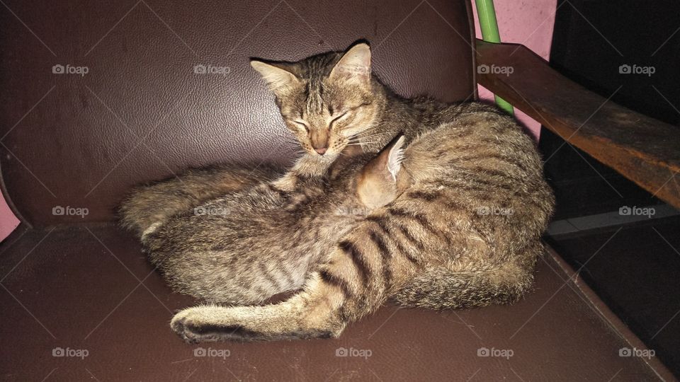 2 Anak kucing tidur dengan induknya