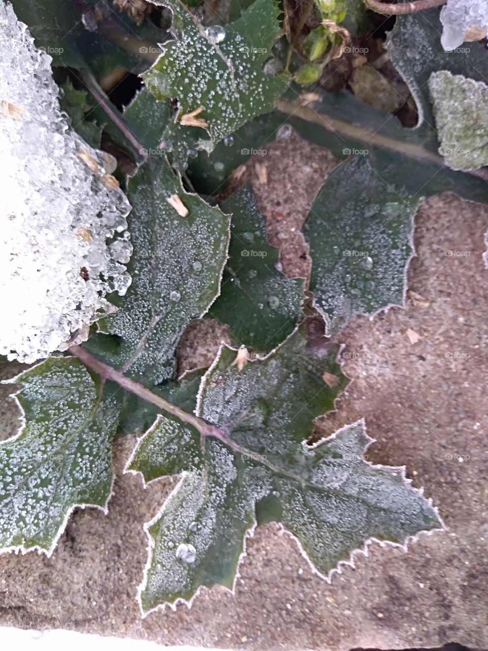 frozen plant
