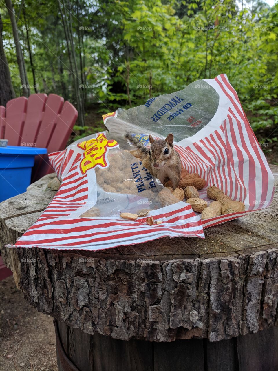 A chipmunk helping himself to peanuts.