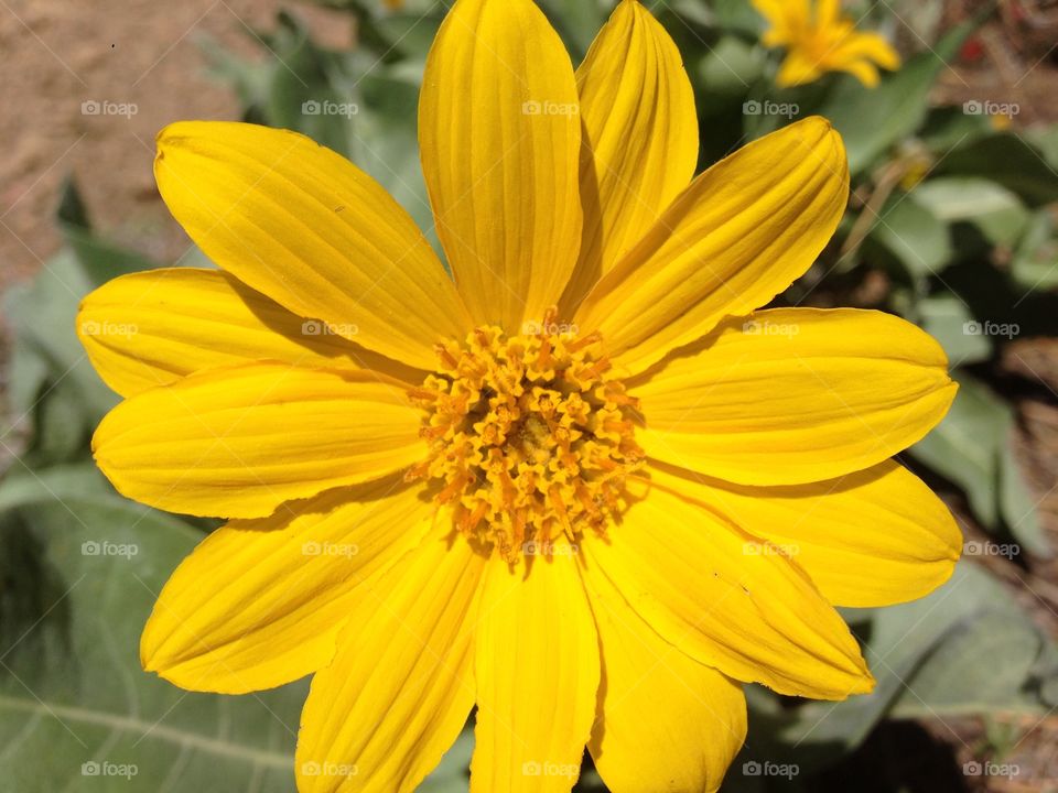 mules ear. wildflower 