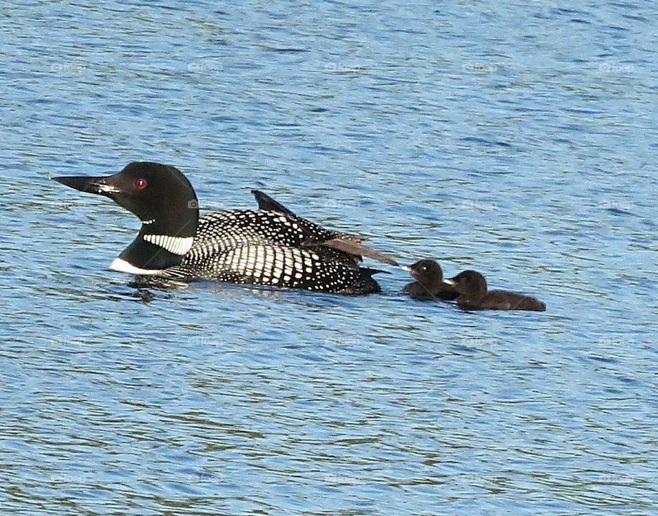 Mama Loon ready for chicks to ride