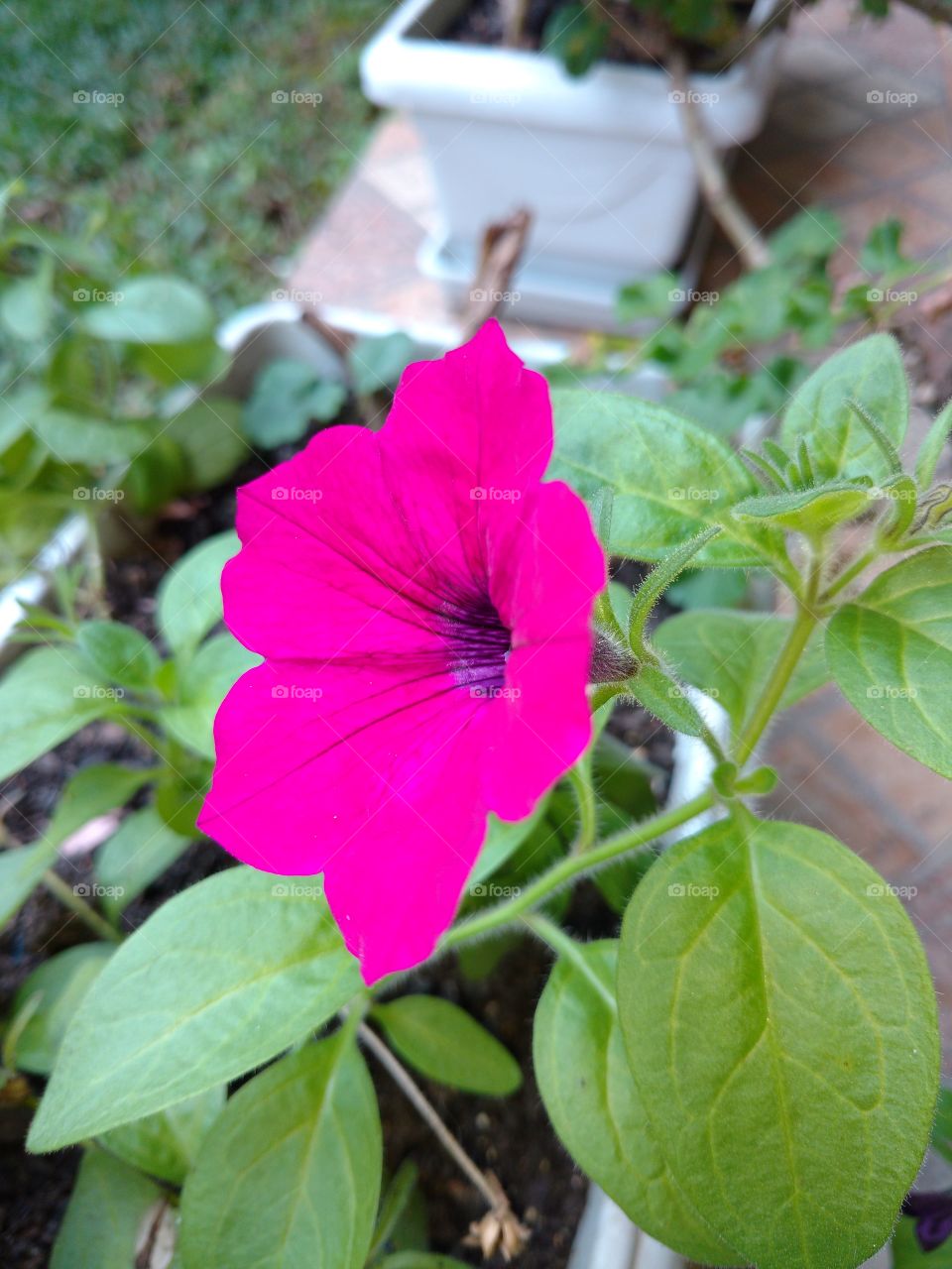 Pink Flower