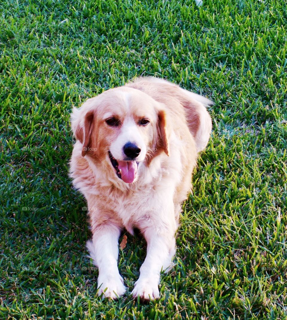 Handsome male Golden Retriever. 