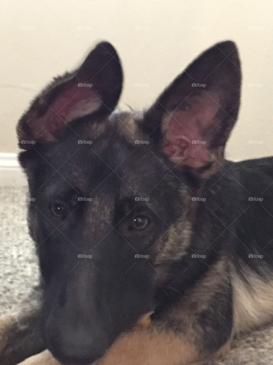 Black German Shepard Puppy . Still in puppy mode just before ears straighten for good. 