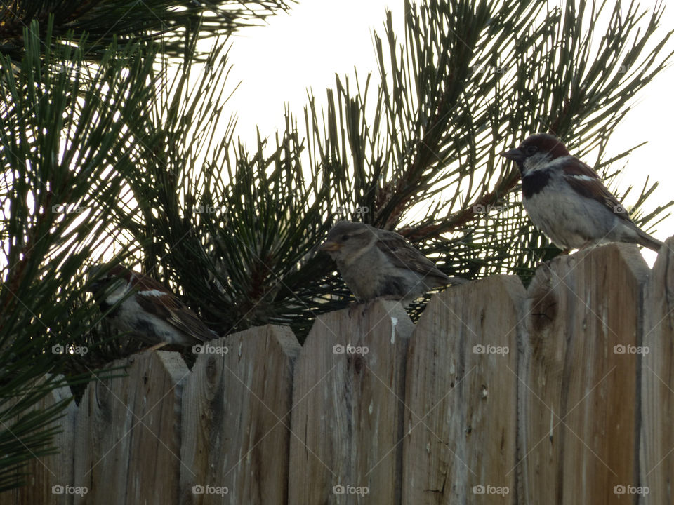 Three birds sitting on a fence looking around for food