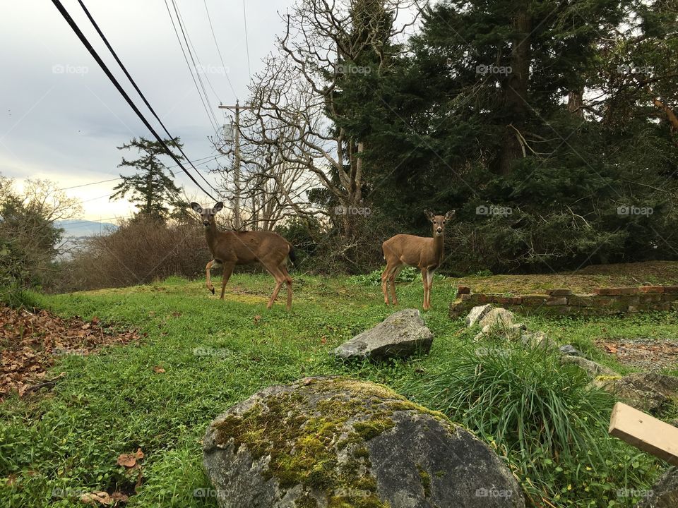 Close-up of deers on grass