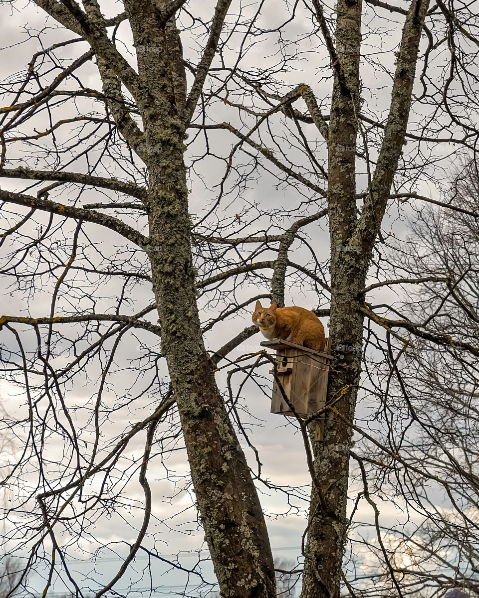 Waiting Spring. Cat. Birds.