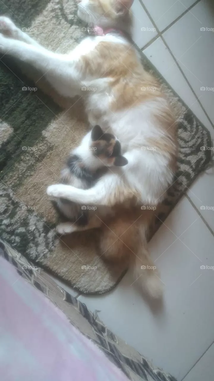 Mommy cat feeding her kitten❗️