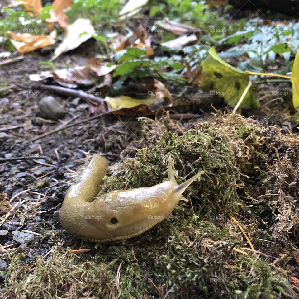 A lonely slug on a peaceful PNW forest trail. 