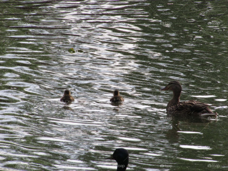 ducklings