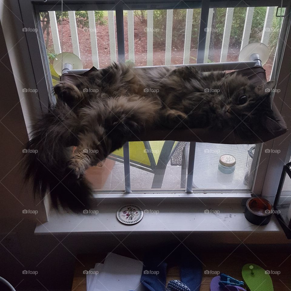 cat laying in window