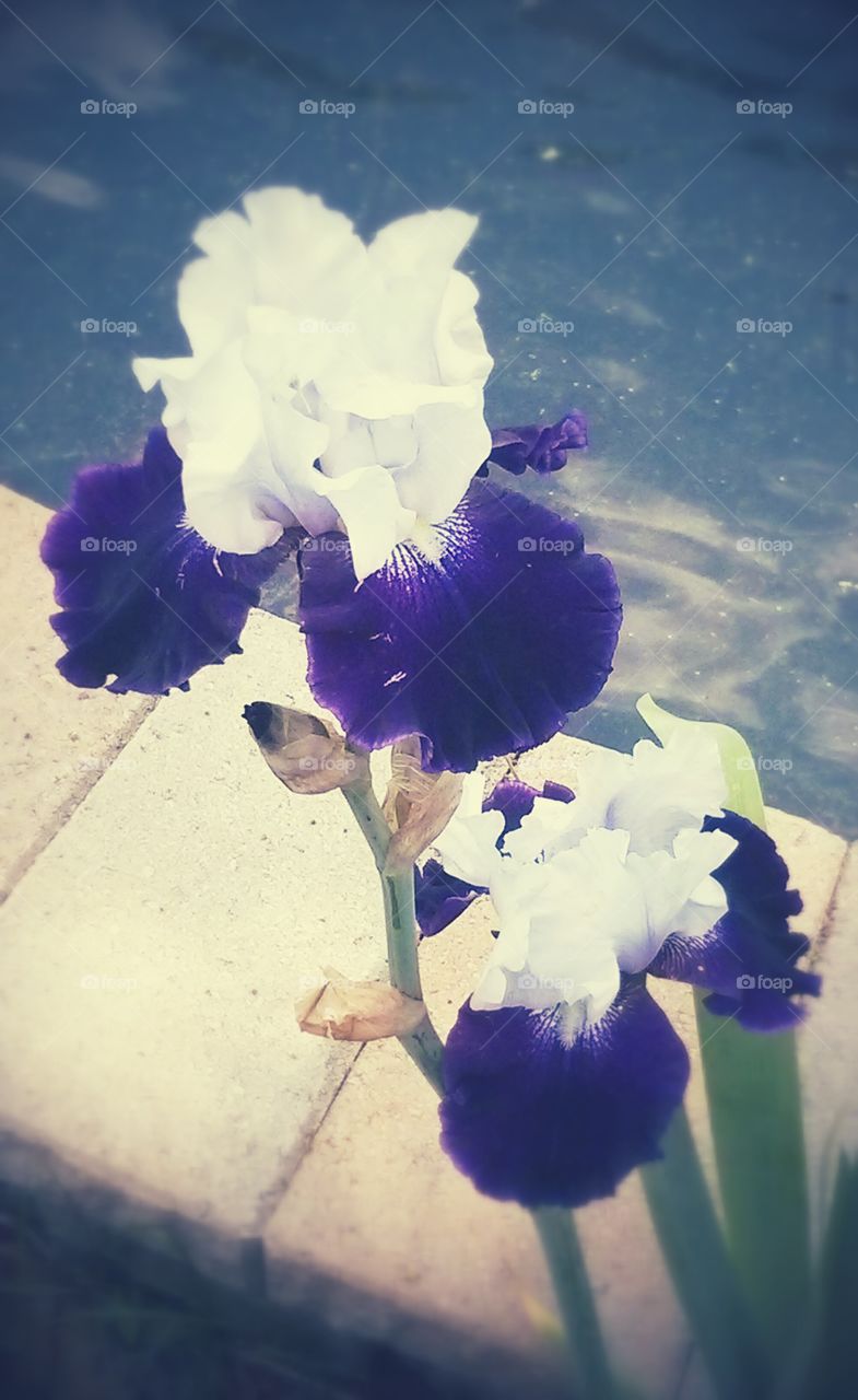 Iris's . My favorite flower's.