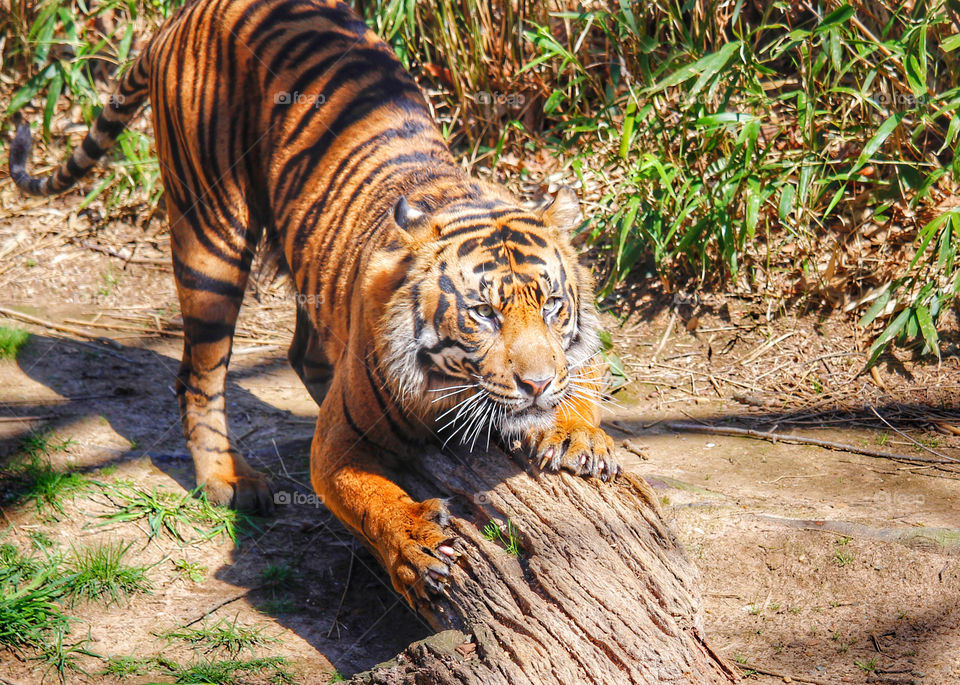 A tiger scratches his claws on a tree log