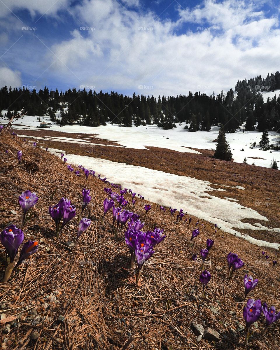 beautiful spring flowers