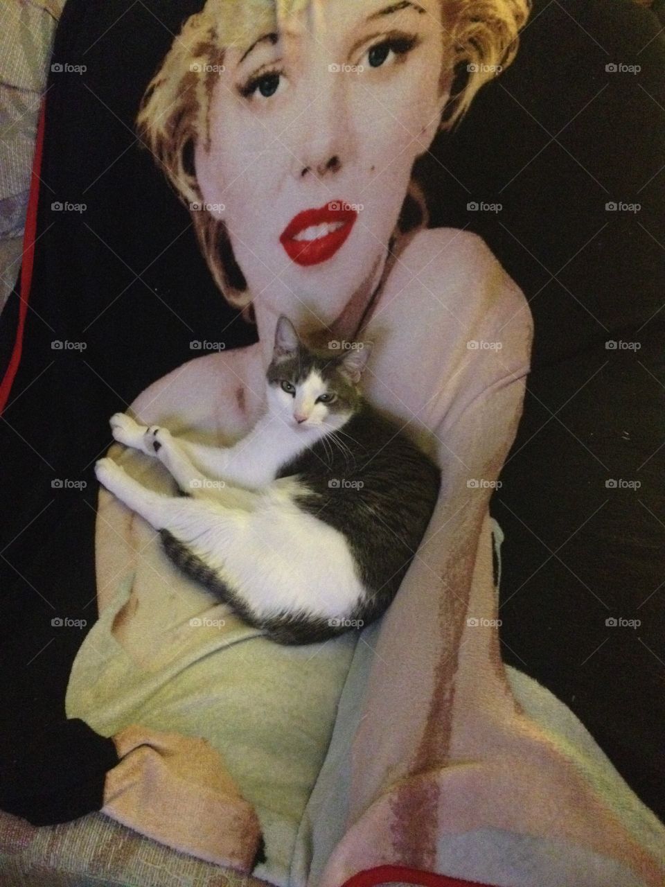 Cat sleeping on Marilyn Monroe blanket