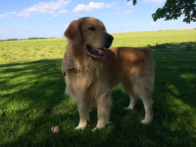 Dashing Dog