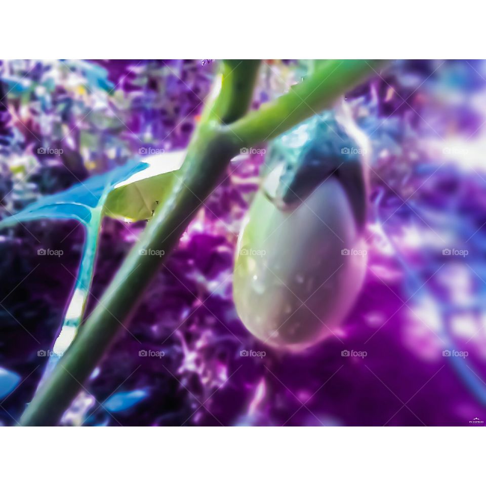 brinjal in my house plant