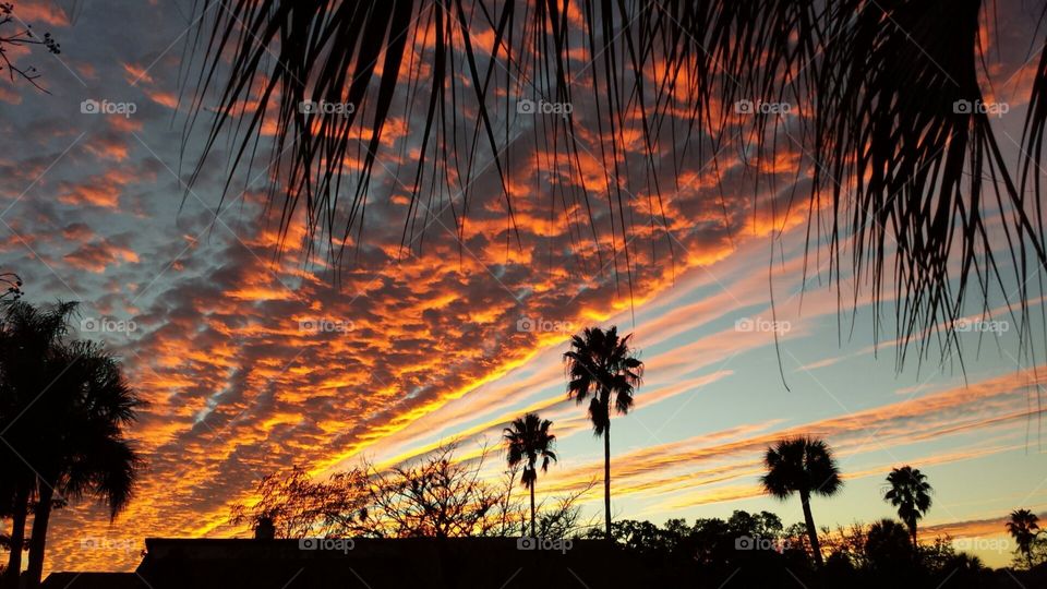 fiery Florida sunset. sunset the night before Thanksgiving 2014, view from my yard