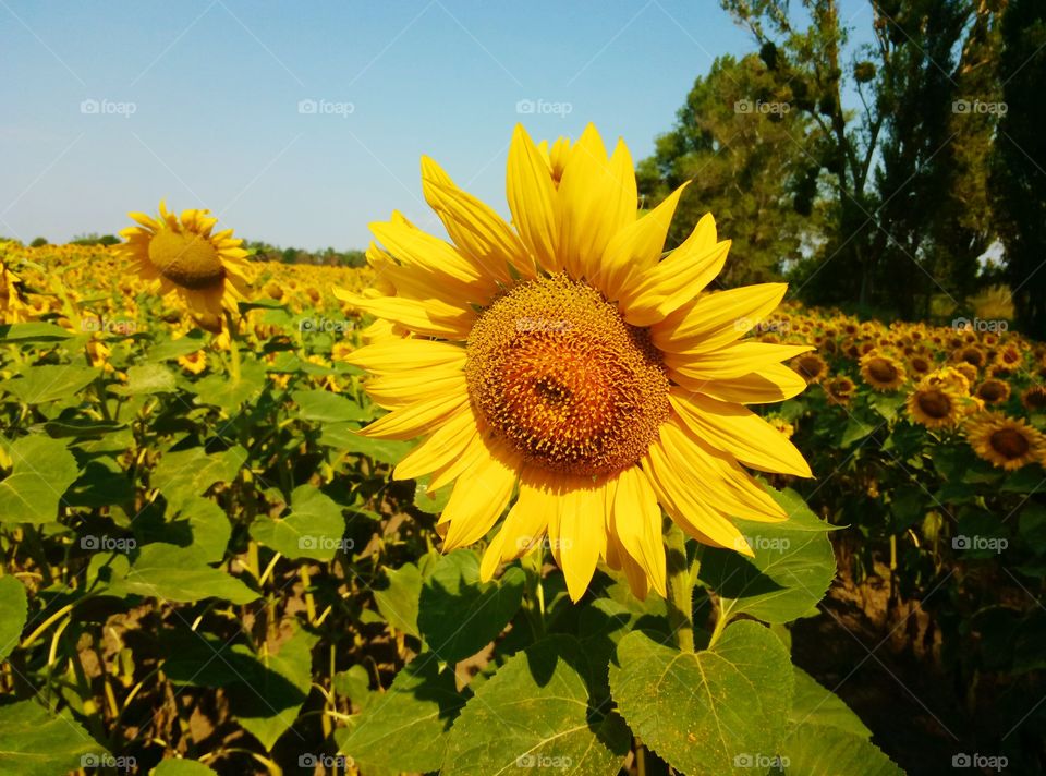 sunflowers in the fields