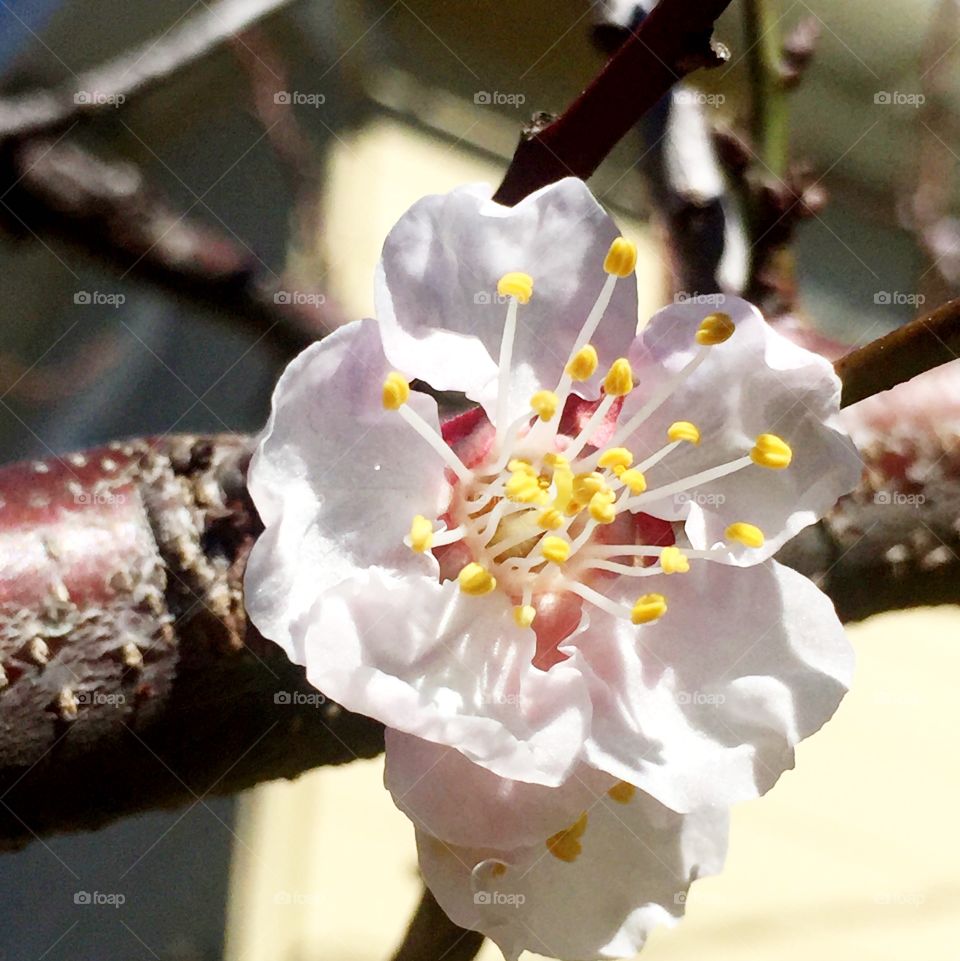 Apricot tree in bloom