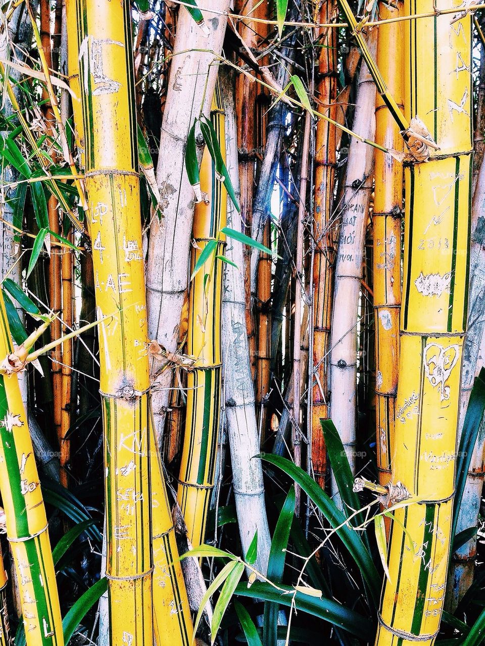 The Writing on the Bamboo