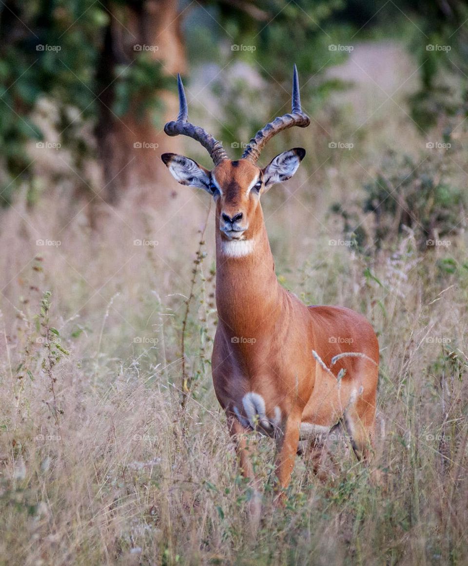 Linyanti, Botswana wildlife pictures