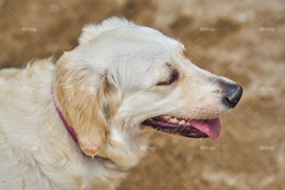 Golden Retriever portrait
