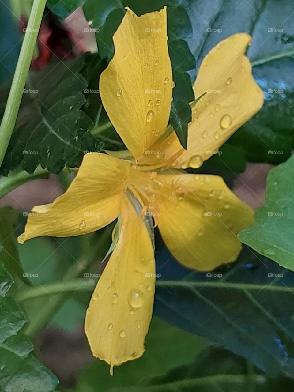rain   drenched petals