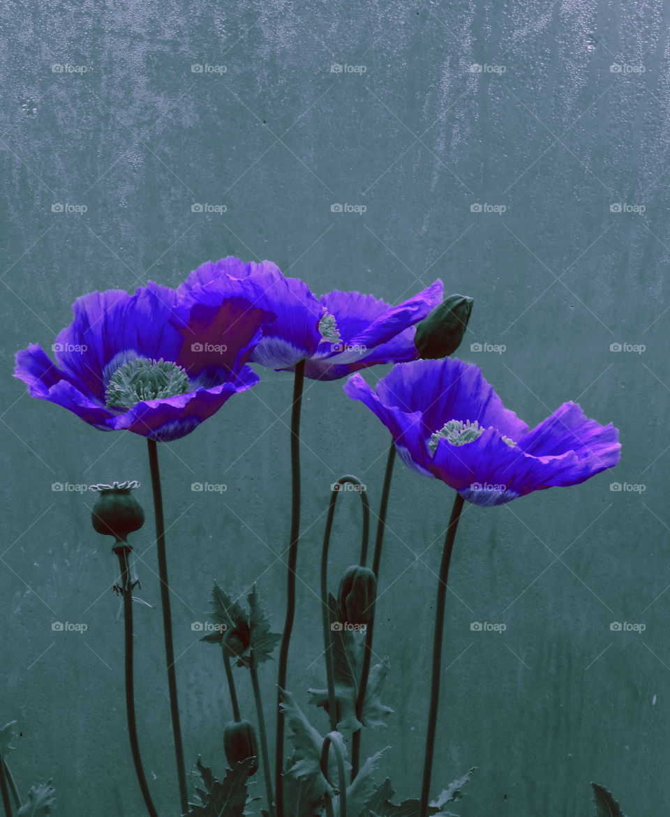 Three purple flowers against grey background