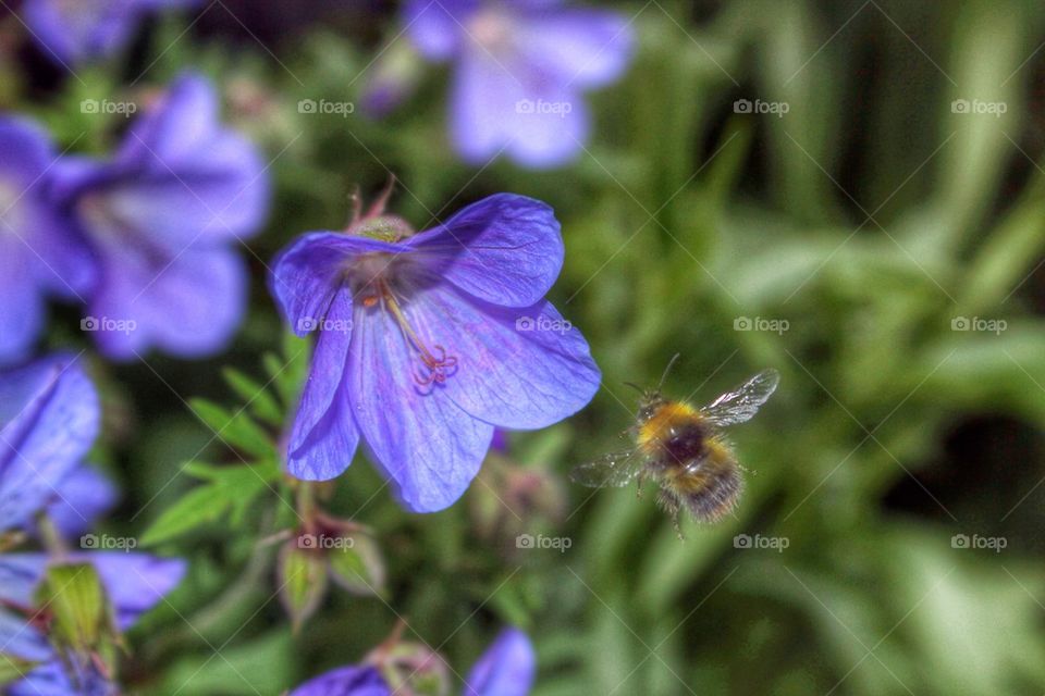 Bee flying to Flower