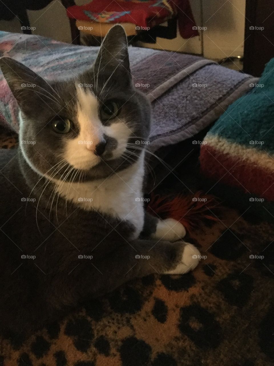 Cat, Pet, Kitten, Mammal, Portrait