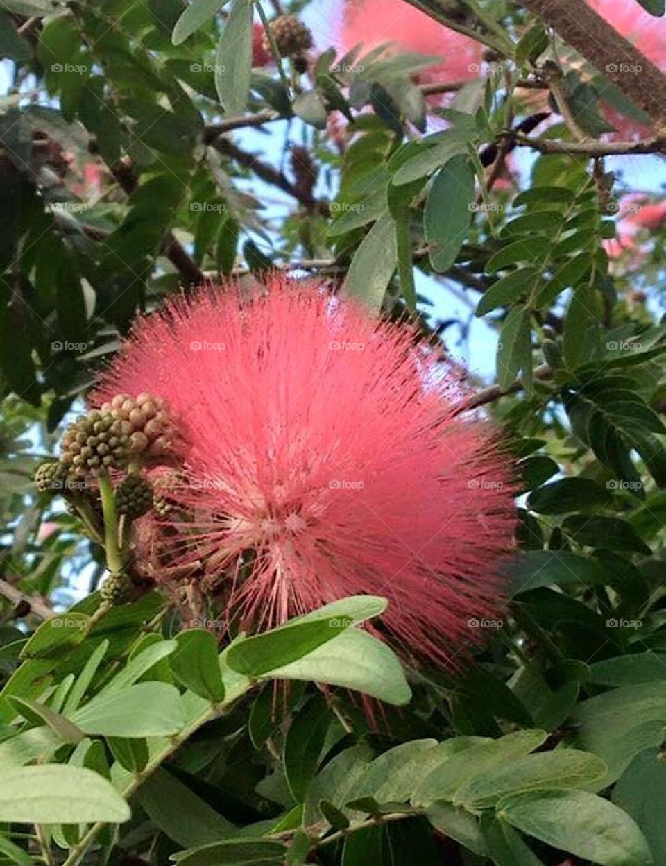 Beautiful Pom Pom Flower in tropical Florida.