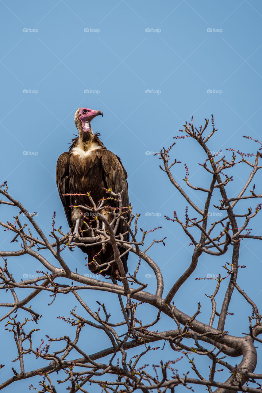 A blushing hooded vulture waiting for lions to leave a carcass