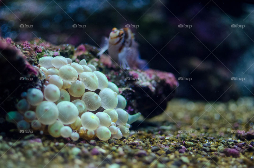 Sea anemone and fish in aquarium