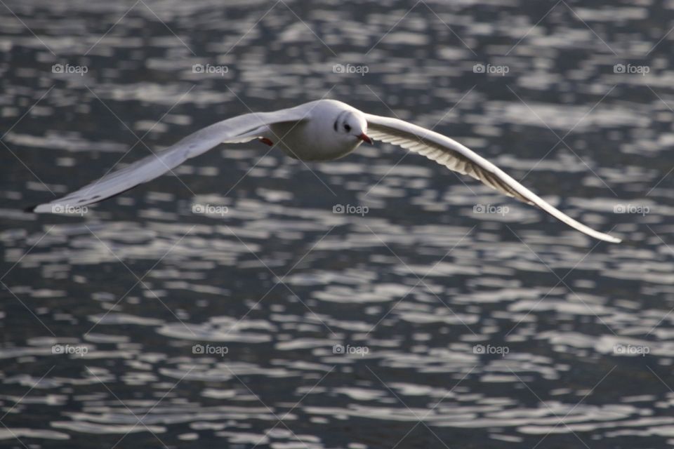 Seagull flying over the lake