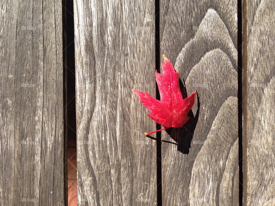 Red leaf on wood