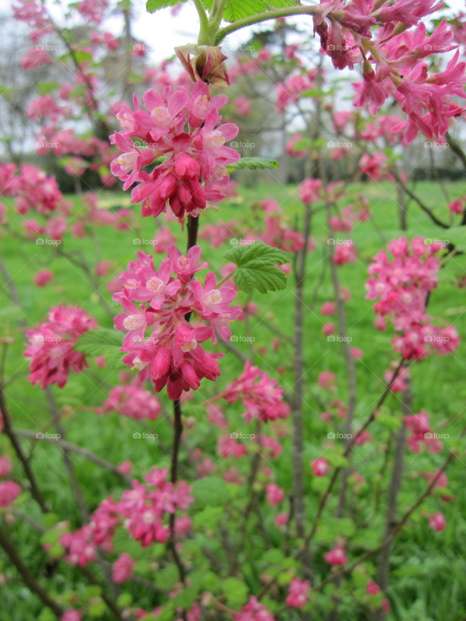 Flower, Nature, Garden, Flora, Branch