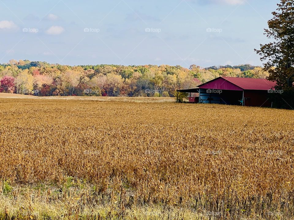 Red Barn 