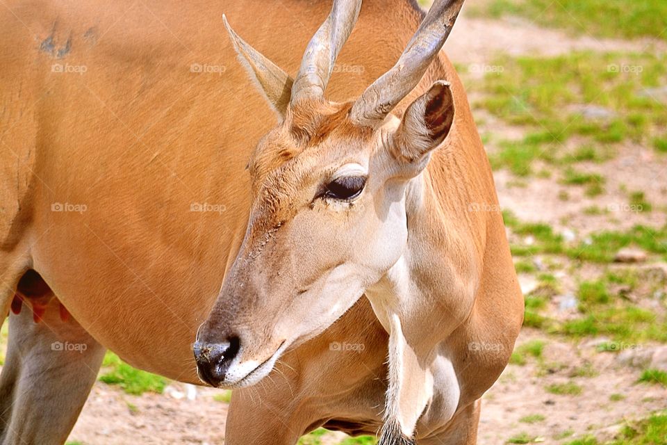 Antelope. Antelope upclose