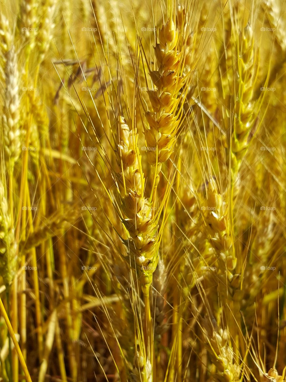 Amber waves of grain