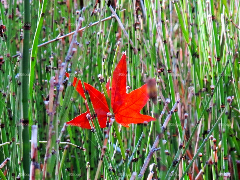 A fallen maple leaf caught between the plants