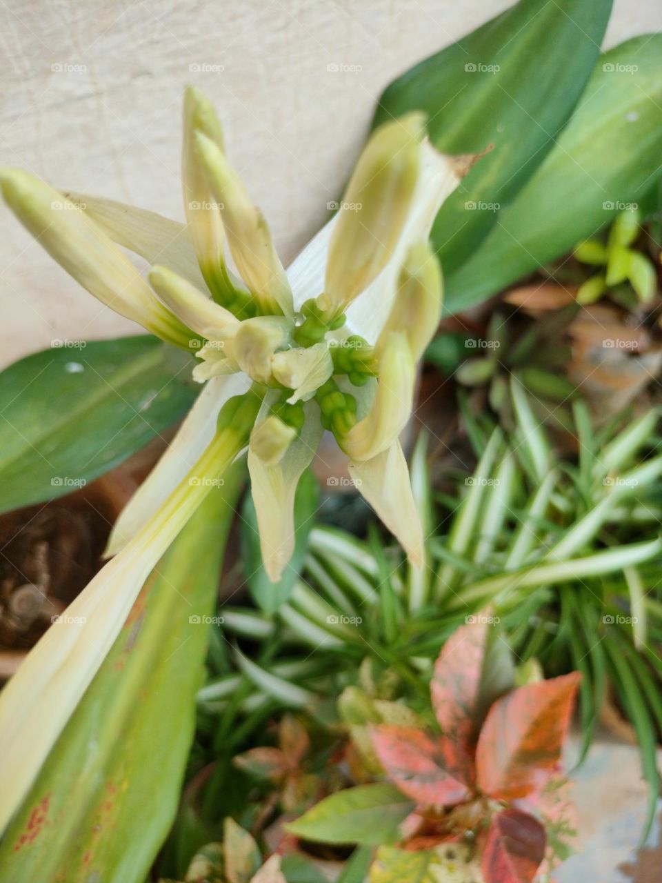 white flower In Garden Collection