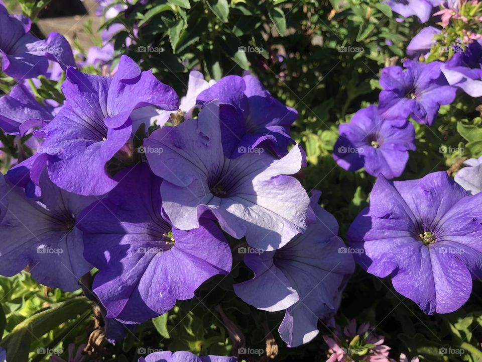 A loud burst of color erupts from this vibrant purple bloom, that certainly does not hide away its beauty.